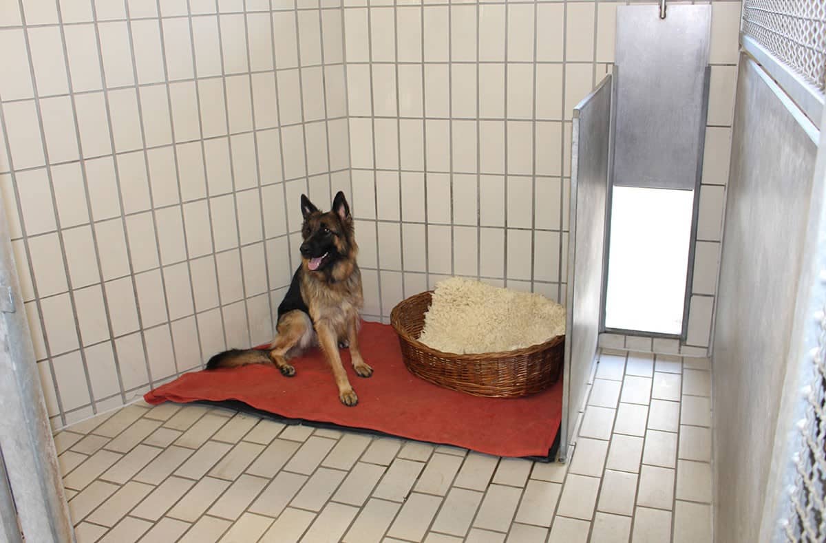 Schäferhund auf seinem Liegeplatz im Innenzwinger