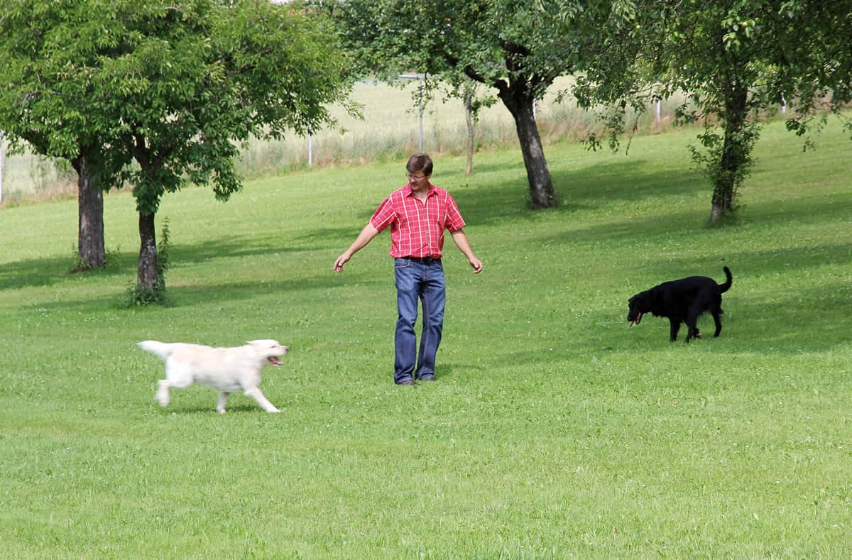 Hunde toben auf der 4.000 m² großen Spielwiese