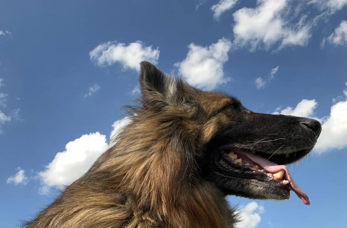 Zufriedener Schäferhund vor blauem Himmel