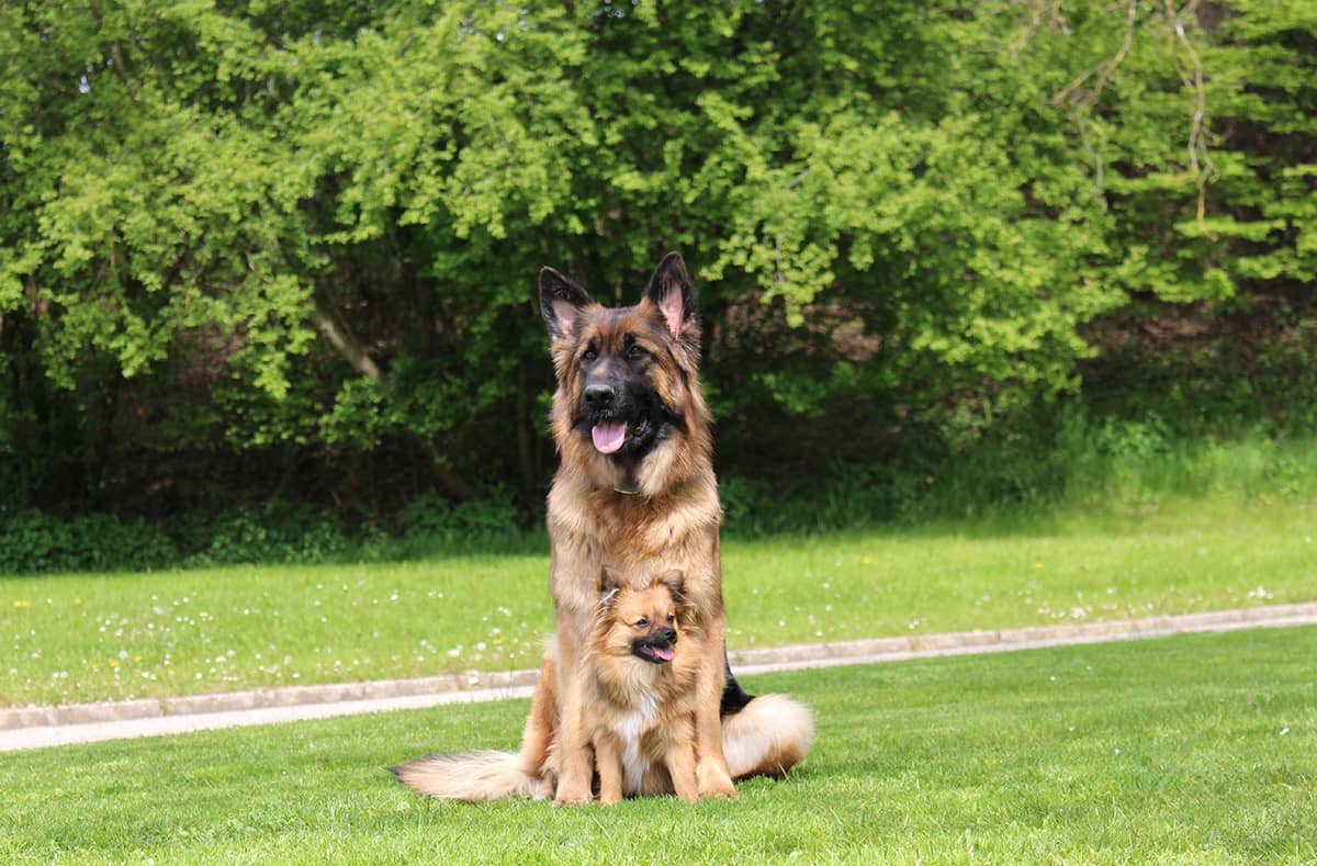 Zwei Hunde sitzen gemeinsam auf der Wiese