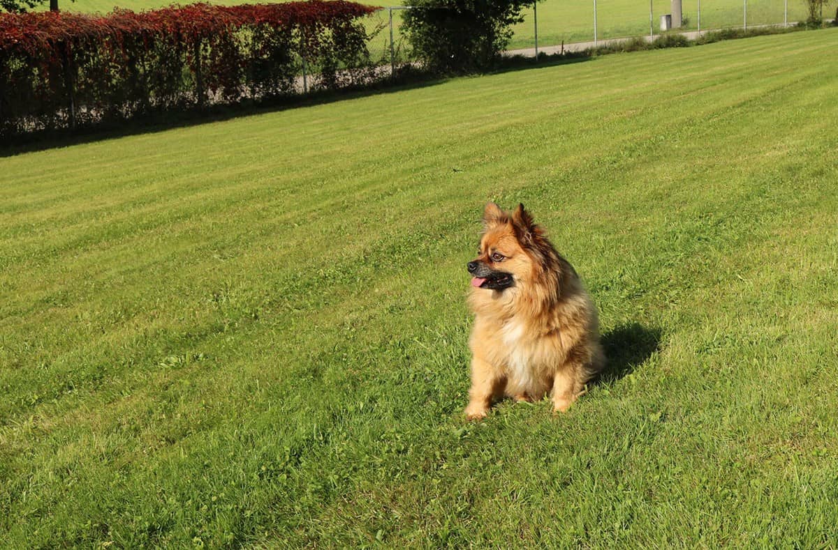 Kleiner Hund im hohen Gras des Freigeländes