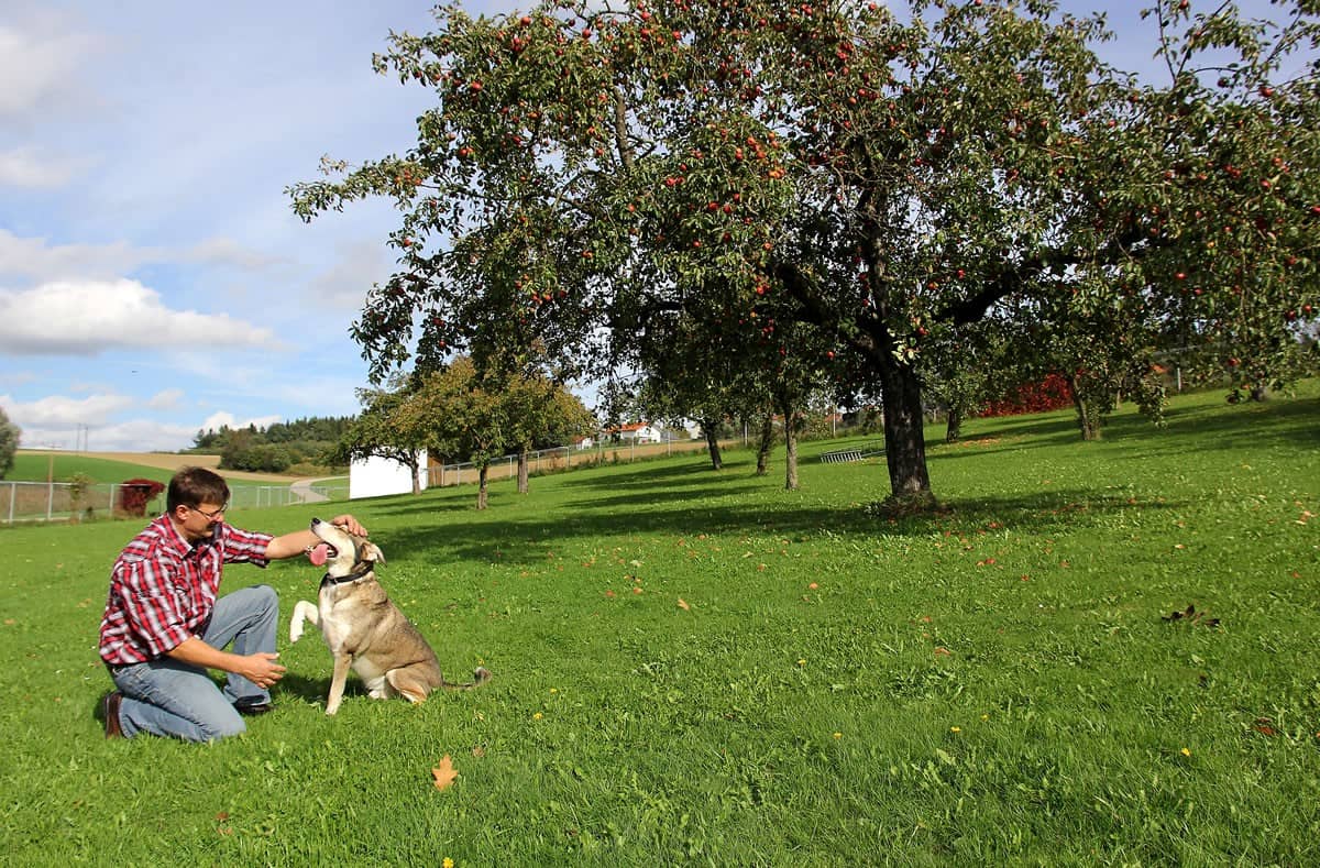 Hundebetreuung auf der Obstwiese des Hofes