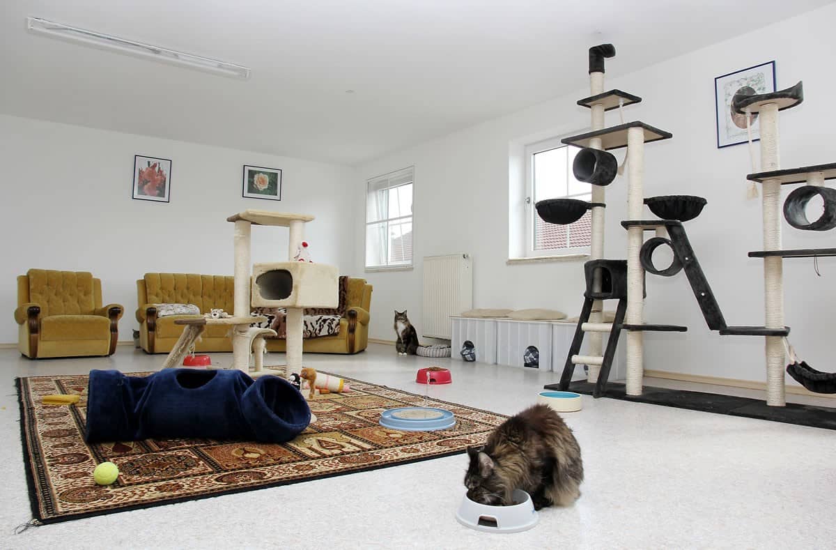 Wohnliches Katzenzimmer mit Spiel- und Kuschelmöglichkeiten