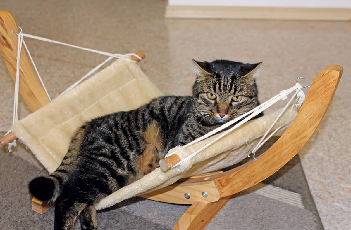 Katze entspannt in einer Hängematte