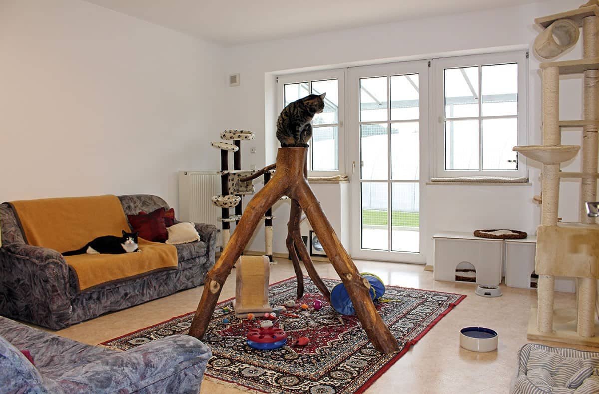 Helles Katzenzimmer mit Blick ins Grüne