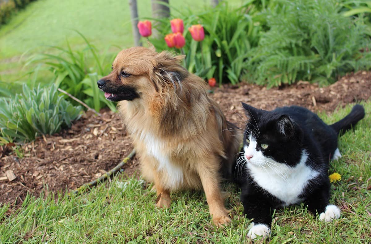 Hund und Katze liegen friedlich nebeneinander im Garten