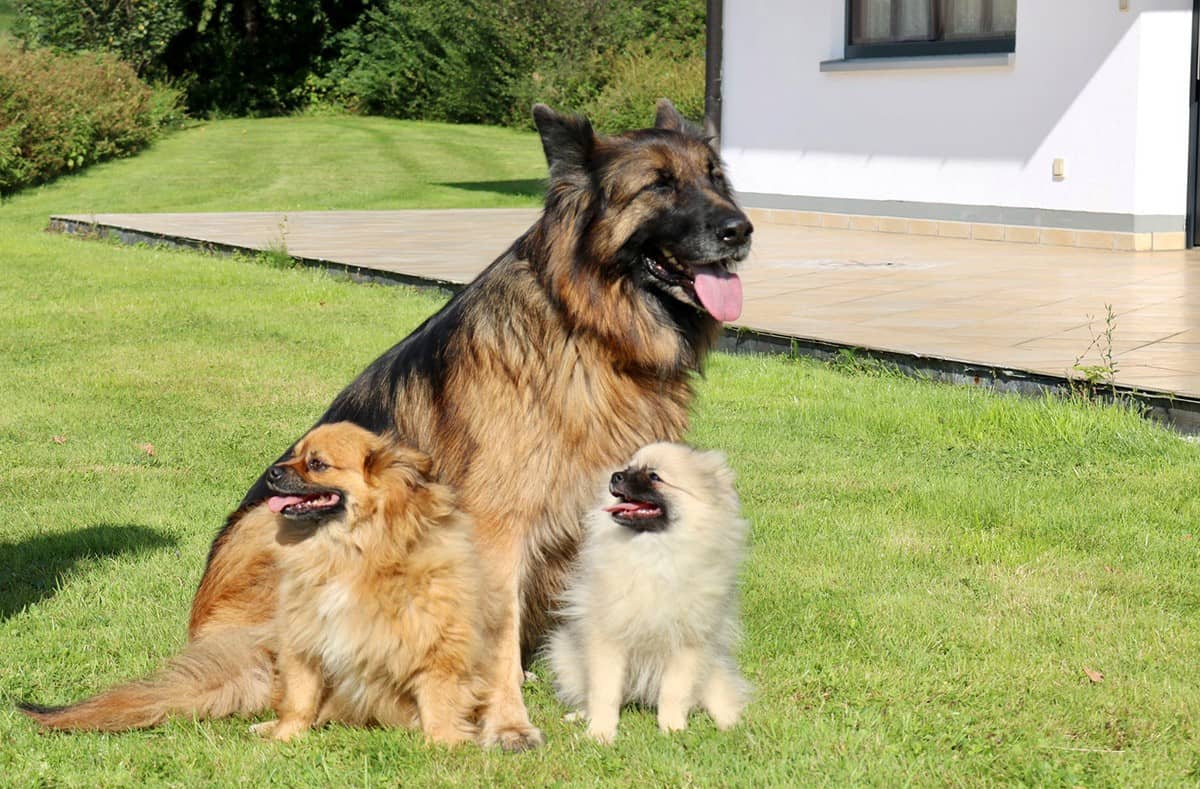 Drei Hunde nebeneinander auf dem Gelände der Pension