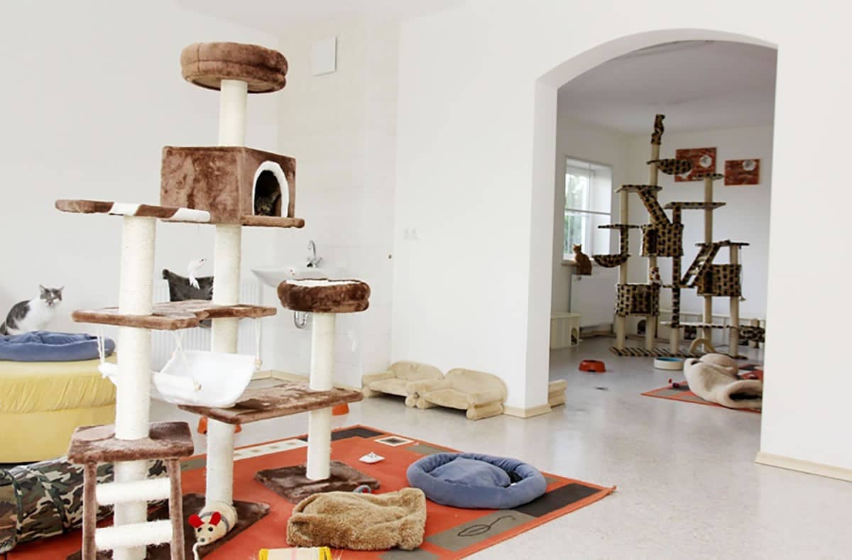 Katzenzimmer mit hohem Kletterbaum und Ruheplätzen