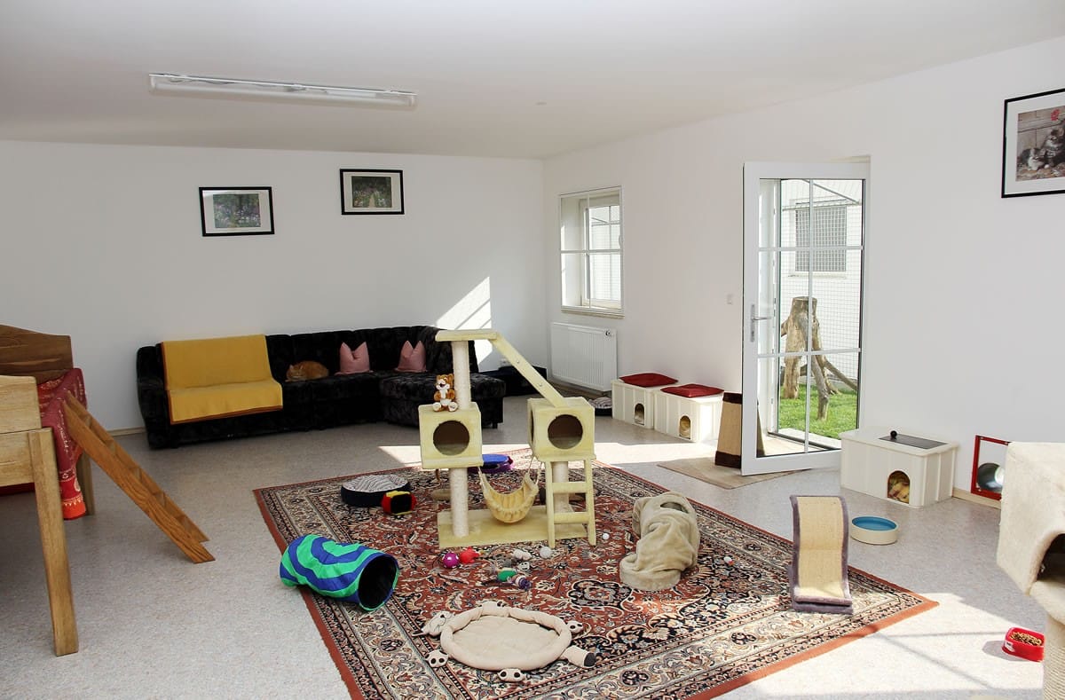 Helles Katzenzimmer mit Sofa, Kletterbäumen und Spielmöbeln