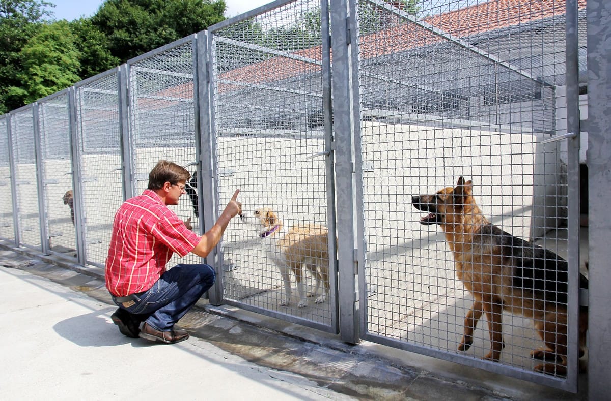 Große Außenzwinger mit Hunden, davor ein Mitarbeiter der Pension