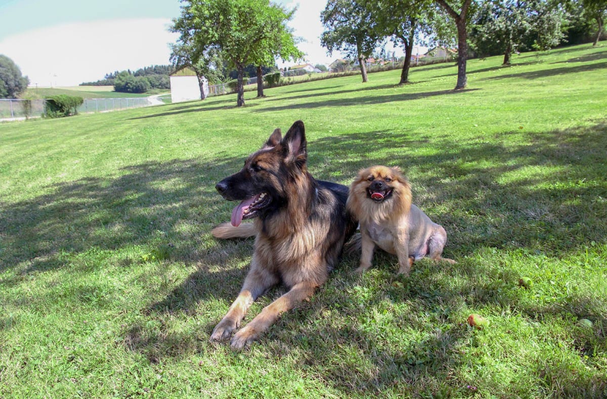 Zwei Hunde auf der großen eingezäunten Freilaufwiese