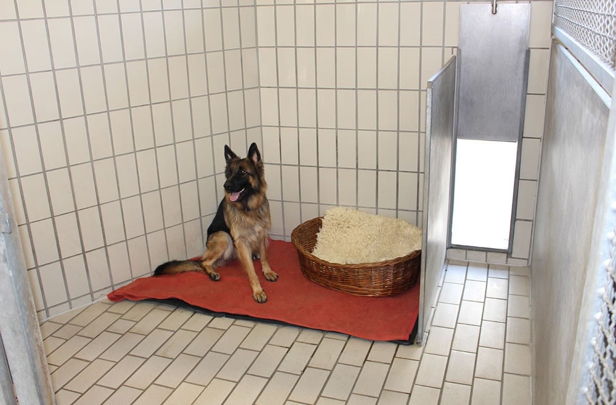 Hund auf seinem Liegeplatz im hellen, gefliesten Innenzwinger