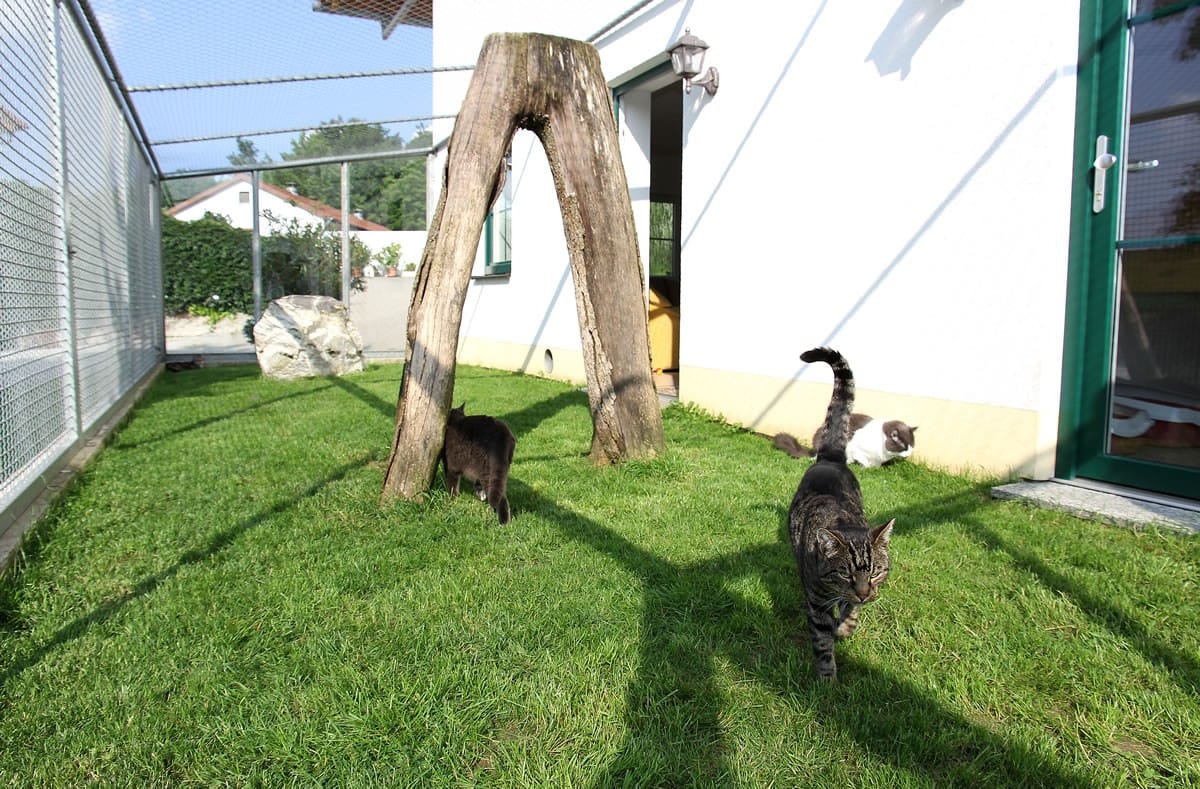 Katzen im gesicherten Gartenanteil des Katzenhauses